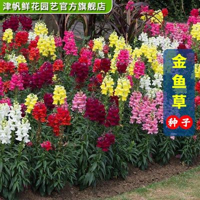 金鱼草花种子龙头花种子春秋播阳台盆栽易种四季易活景观花种籽子