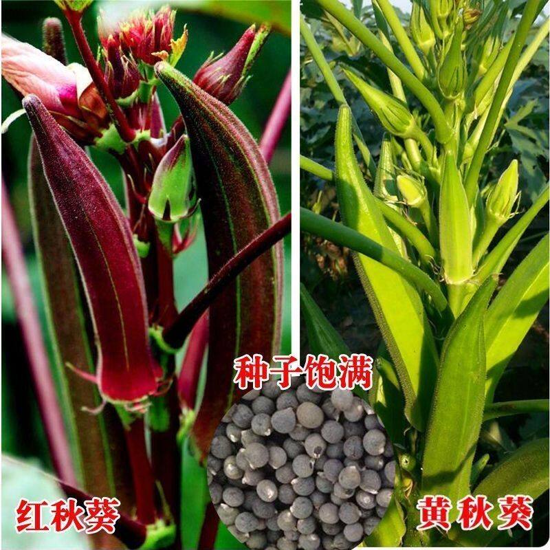 散装蔬菜种子黄秋葵种子红秋葵种子 四季播特色蔬菜 蔬菜四季易种
