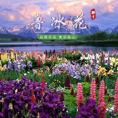 鲁冰花种子耐寒花卉种子多年生宿根庭院盆栽花卉羽扇豆种子易活