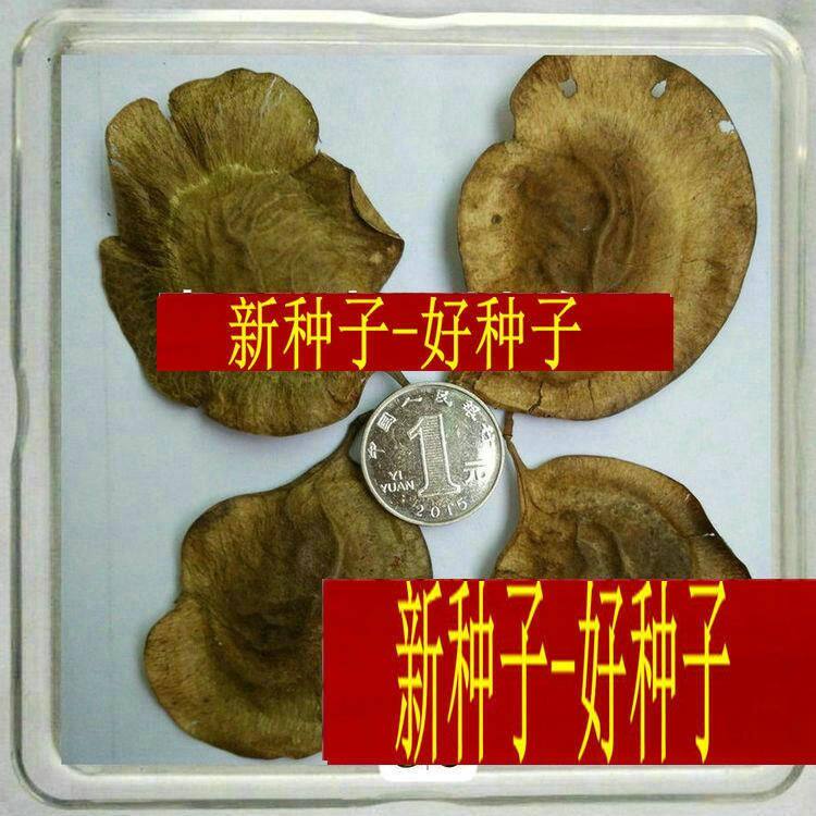 新种子 小叶紫檀种子 檀香树种子 印度紫檀种子 大叶紫檀种子