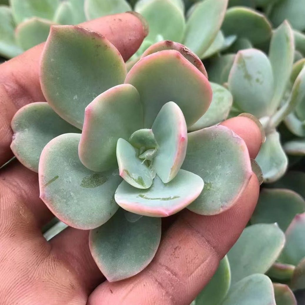 白凤血凤多肉植物新手好露养