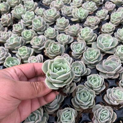 可爱玫瑰多肉植物新手好养