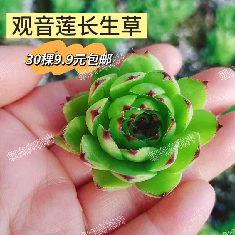观音莲长生草多子多福多肉植物室多肉植物