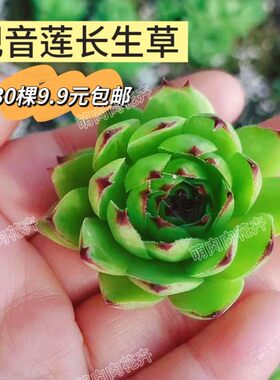 观音莲长生草多子多福多肉植物室内超大好养盆栽大棵易爆盆露耐寒