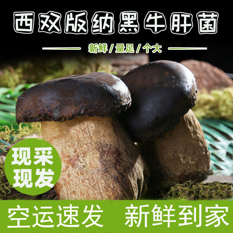 云南西双版纳新鲜黑牛肝菌当季食用香蘑菇菌子非干货特产火锅空运