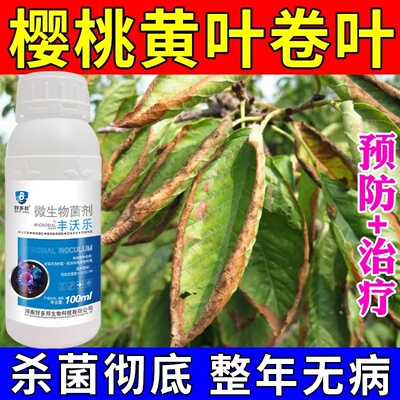 樱桃黄叶病樱桃病全治樱桃树黄化卷叶叶斑病叶子发黄缩叶小叶杀菌