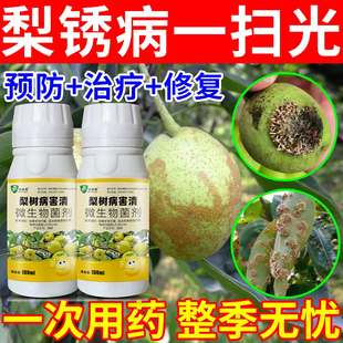 梨树病菌清枯叶病根腐病芽腐病正品锈病黄点黄叶羊胡子病白粉病