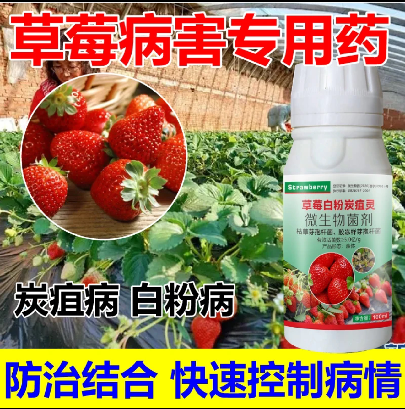 草莓病全治草莓治病杀菌剂杀菌药白粉病炭疽病根腐灰霉叶斑病软腐