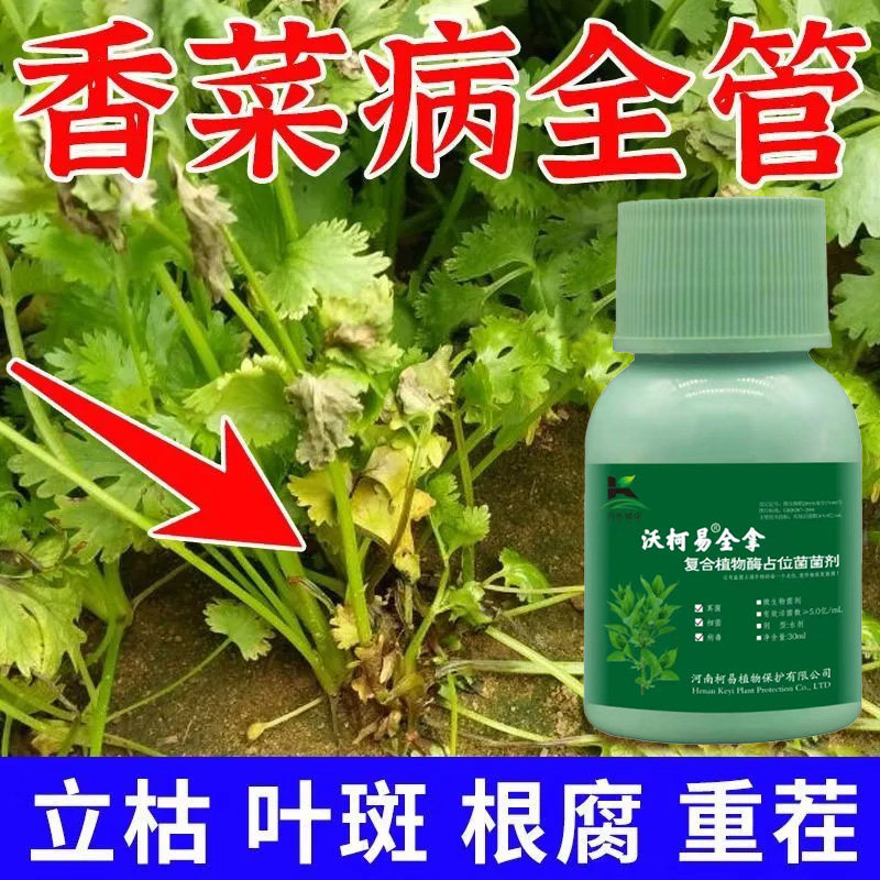 香菜专用药香菜病全治黄叶病叶枯病白斑病根腐病白粉病叶斑杀菌剂