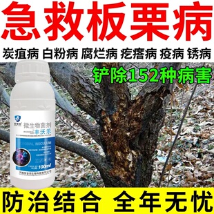 板栗病害黄叶病干枯病白粉病叶斑病果实霉烂病板栗树专用生物肥