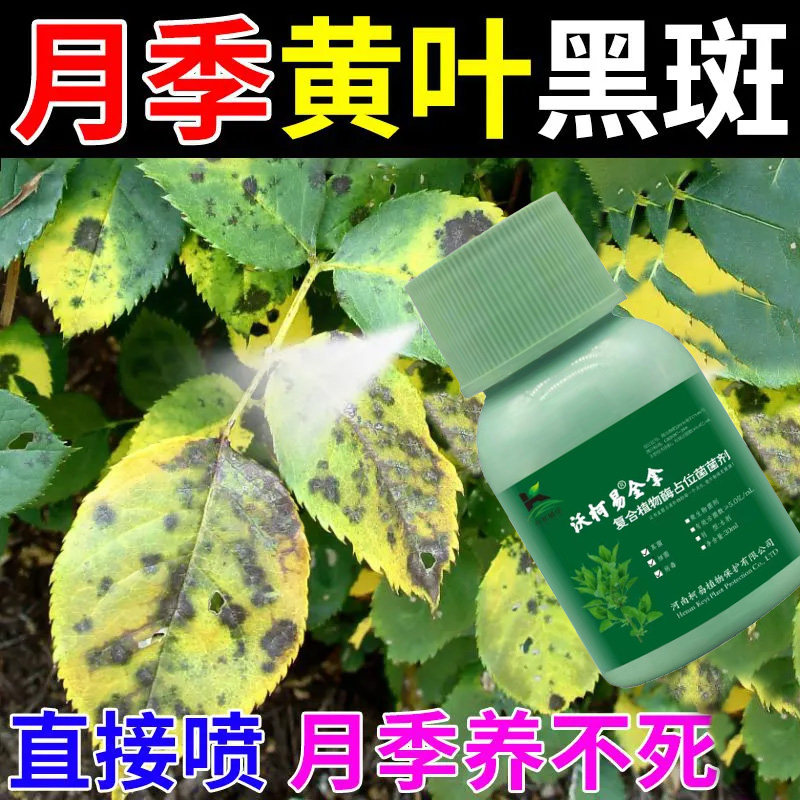 月季枯枝病微生物菌肥解决黄叶掉叶黑斑病害促芽壮苗绿叶预防病害图片
