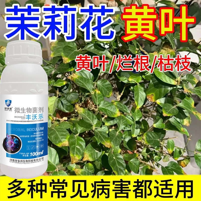 茉莉花病害全管茉莉花炭疽病白绢病烟煤病枯枝病黄叶专用杀菌剂