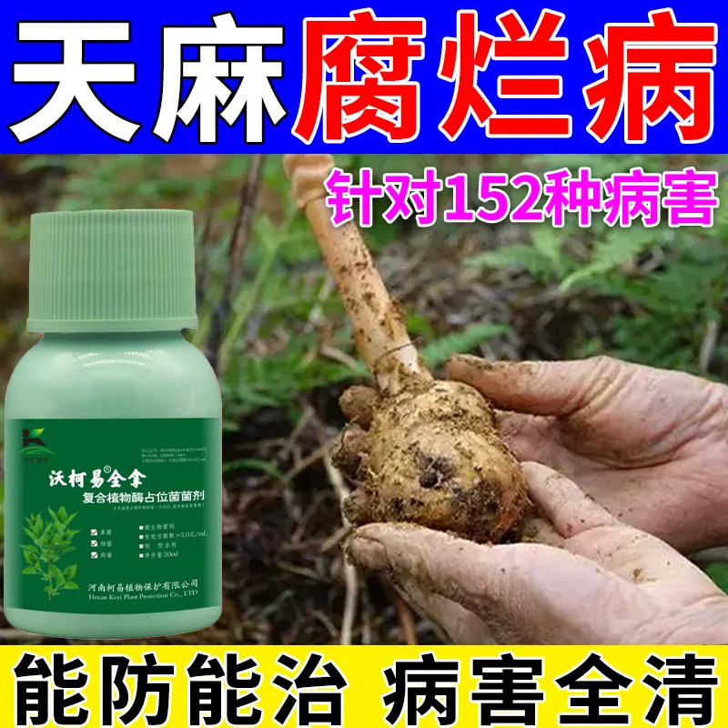 天麻块茎腐烂病杀菌剂天麻软腐烂窝病日灼病蜜环菌病天麻病全管
