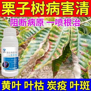 板栗病害黄叶病干枯病白粉病叶斑病果实霉烂病板栗树专用生物肥