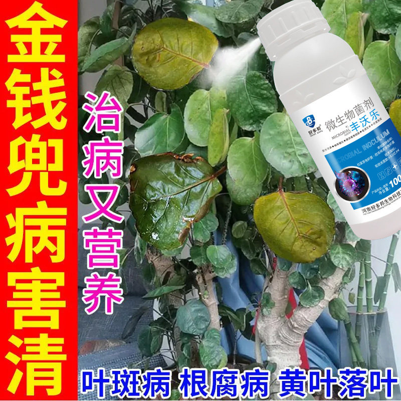金钱兜营养液金钱桐圆叶福禄桐钱树老桩室内绿植肥料防黄叶锈斑肥