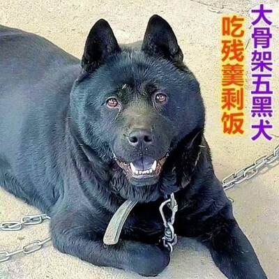 五黑犬中华田园犬土狗