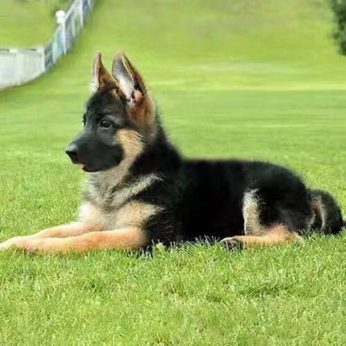 德牧混血幼犬德国牧羊犬狼狗幼犬活体黑背弓背德牧犬看家护院四眼