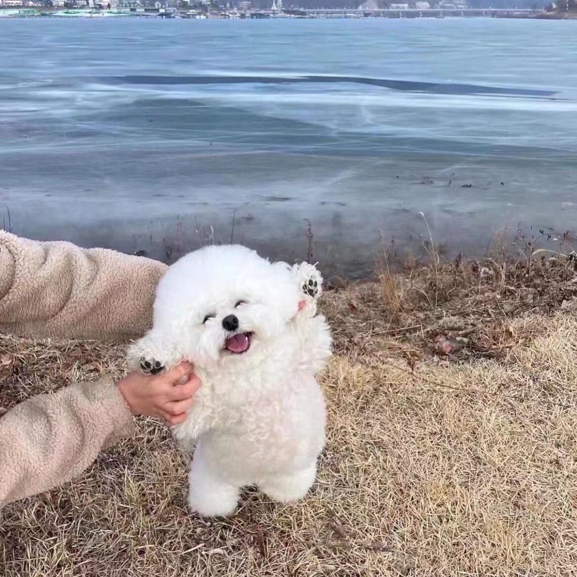 纯种比熊幼犬小型犬米奇比熊茶杯飞耳卷毛小体可爱比熊幼犬长不大