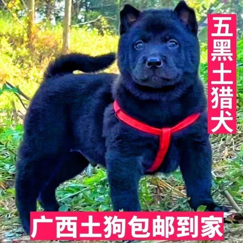 五黑犬黑狗虎头金田园犬