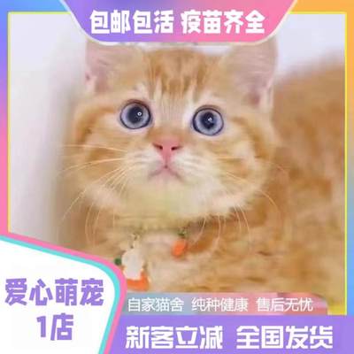 中华田园猫宠物猫橘白猫