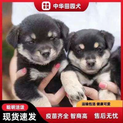 狗狗互联碗小型犬家养