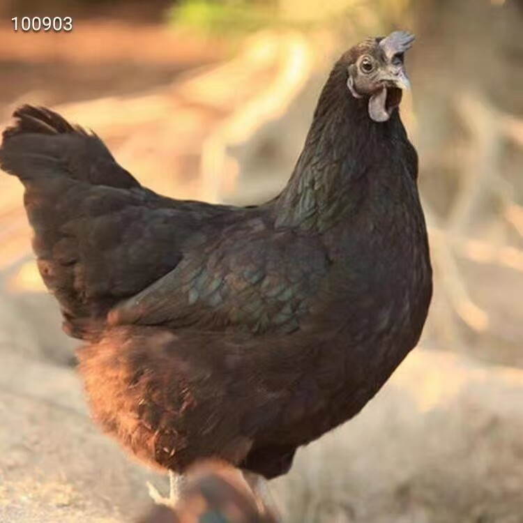 五黑鸡正宗乌鸡新鲜现杀走地鸡月子鸡肉香爽滑汤鲜甜毛重3.5-4斤