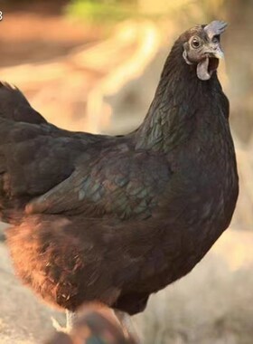 五黑鸡正宗乌鸡新鲜现杀走地鸡月子鸡肉香爽滑汤鲜甜毛重3.5-4斤