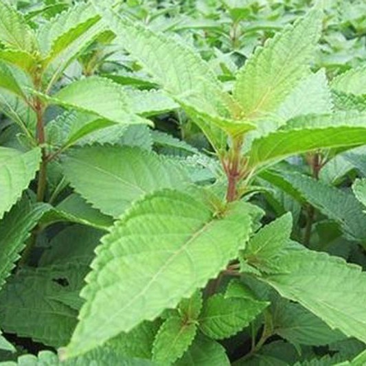 粤北凉茶溪黄草自然晒干干净无沙泡茶饮用连州农产品