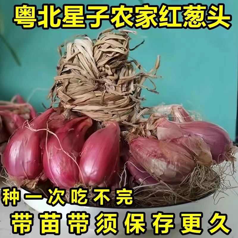 红葱头种子小葱头黄葱头火葱种子四季葱香葱头盆栽连州特产