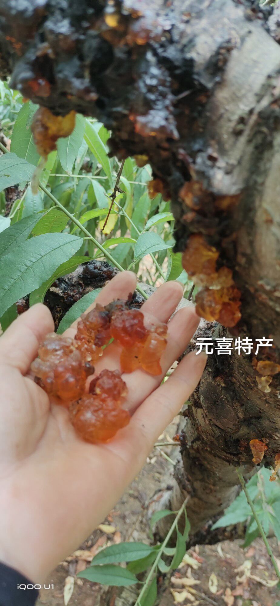 连州农家野生鹰嘴桃胶 桃树眼泪煲糖水可配木瓜银耳500克