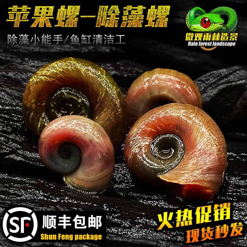 红苹果螺水草缸除藻清洁大瓶金宝螺观赏活体宠物小蜗牛淡水繁殖螺在类目 宠物/宠物食品及用品, 水族世界, 螺中 - 来自Buy2taobao.com提供专业的淘宝代购服务