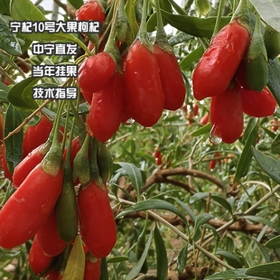 枸杞树苗新品种大果多汁【宁杞10号】可地栽可盆栽