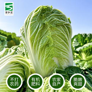 湖南农家大白菜新鲜蔬菜秋冬季大白菜农家自种大白菜祁东砖塘白菜