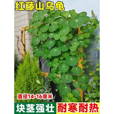 绿藤山乌龟大型室内外网红爬藤植物绿植墙造景金不换盆栽花卉包活