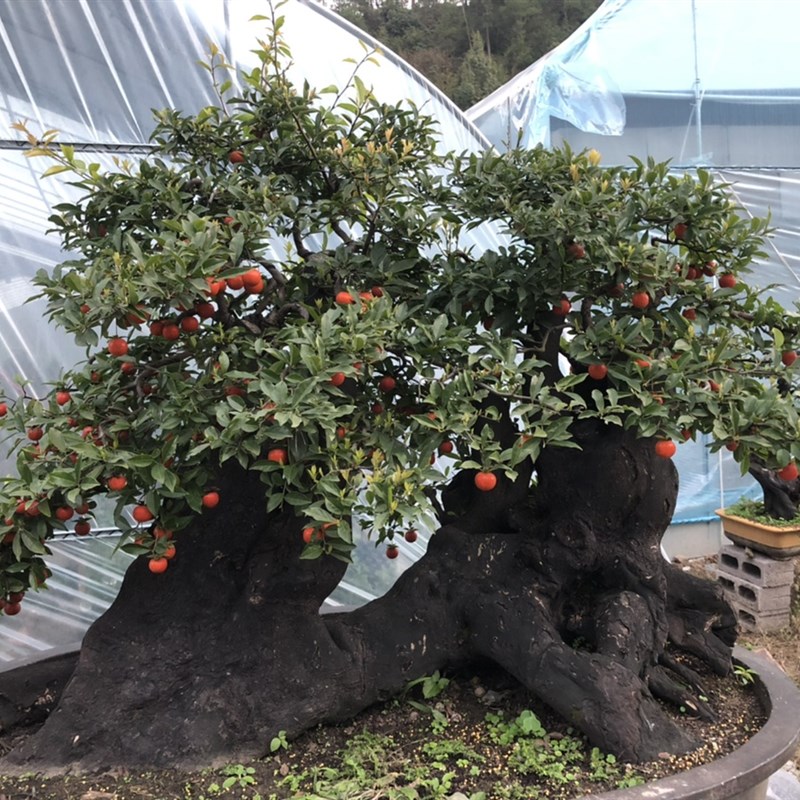 绿植盆栽 荀子 老鸦 籽播龙桔豆 盆景素材 阳台办公室 四季常青