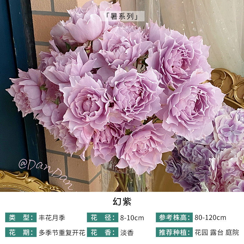 【幻紫】天狼自育月季玫瑰 丰花灌木多季开花淡香耐热紧凑直立型