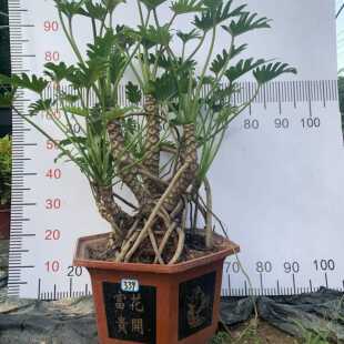 仙羽蔓绿绒 小天使春羽龙鳞老桩盆景水培土培室外 室内绿植物盆栽