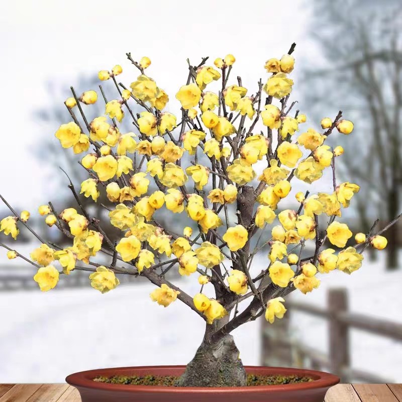 精品腊梅盆栽盆景耐寒老桩浓香型花卉带花发货