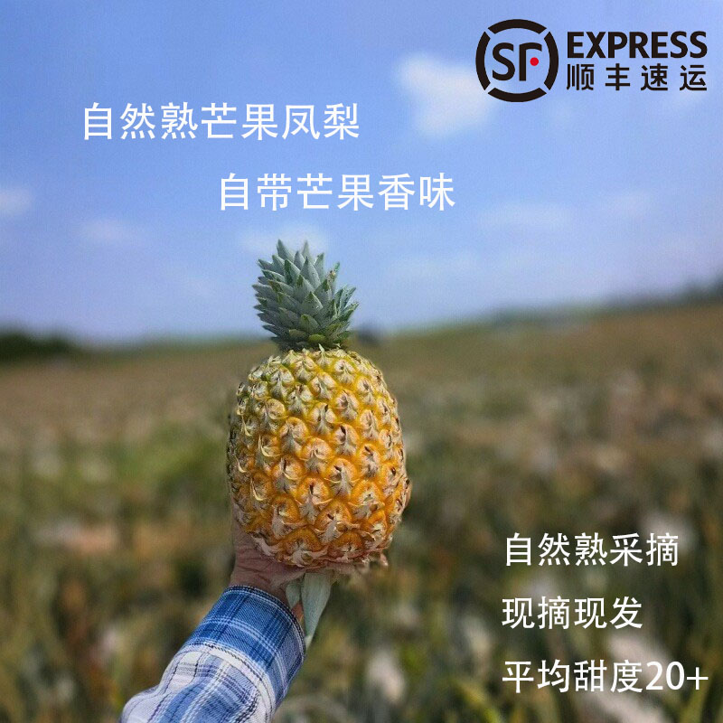海南台农23号树上熟芒果凤梨