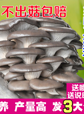 【大菌包发三包 】蘑菇菌包 家庭种植食用菌棒蘑菇种植包平菇菌种