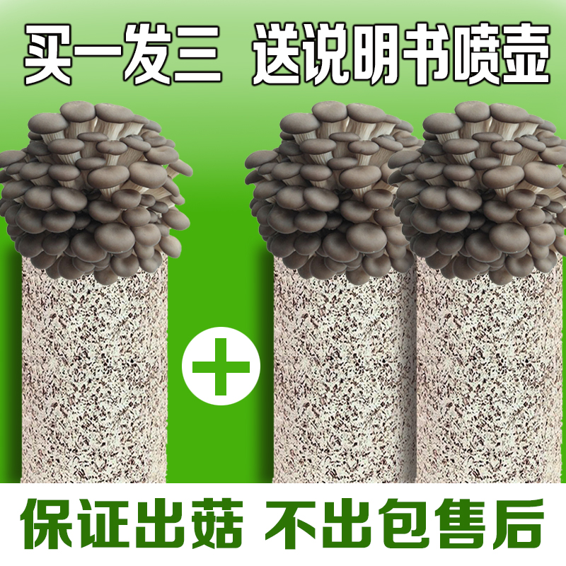 【不出菇包赔】蘑菇家庭室内菌包