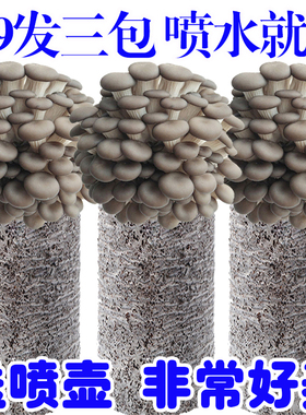 【9.9发3大包】蘑菇菌包平菇四季菌包好养菌菇包种植包食用菌菌棒