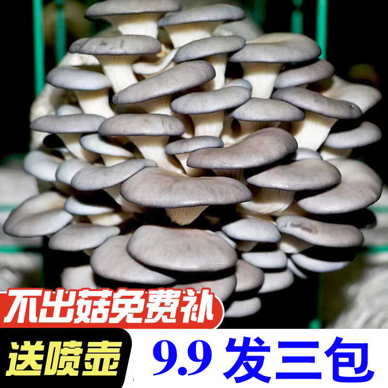【9.9发3大包】蘑菇菌包菌包好养菌菇包种植包食用菌平菇四季菌棒