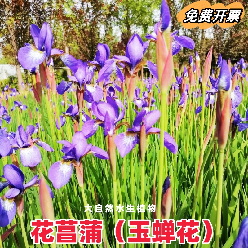 花菖蒲湿生植物造景绿化耐寒