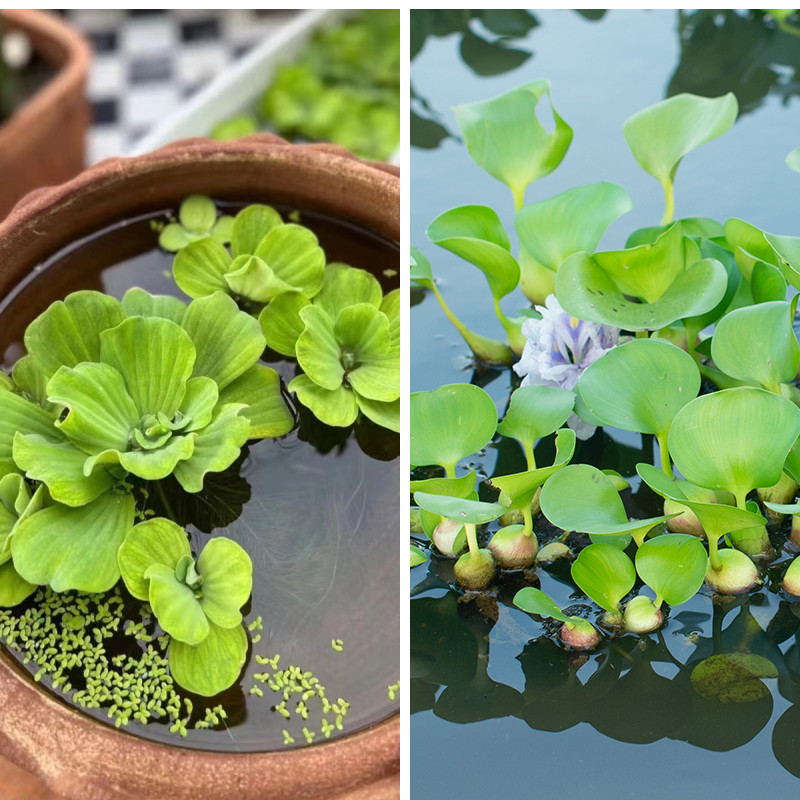 鱼缸水葫芦水草浮萍水芙蓉浮水植物水培凤眼莲鱼池龟缸净化水质