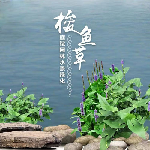 梭鱼草水生植物海寿花湿生挺水时令花卉庭院池塘造景绿化净化水质