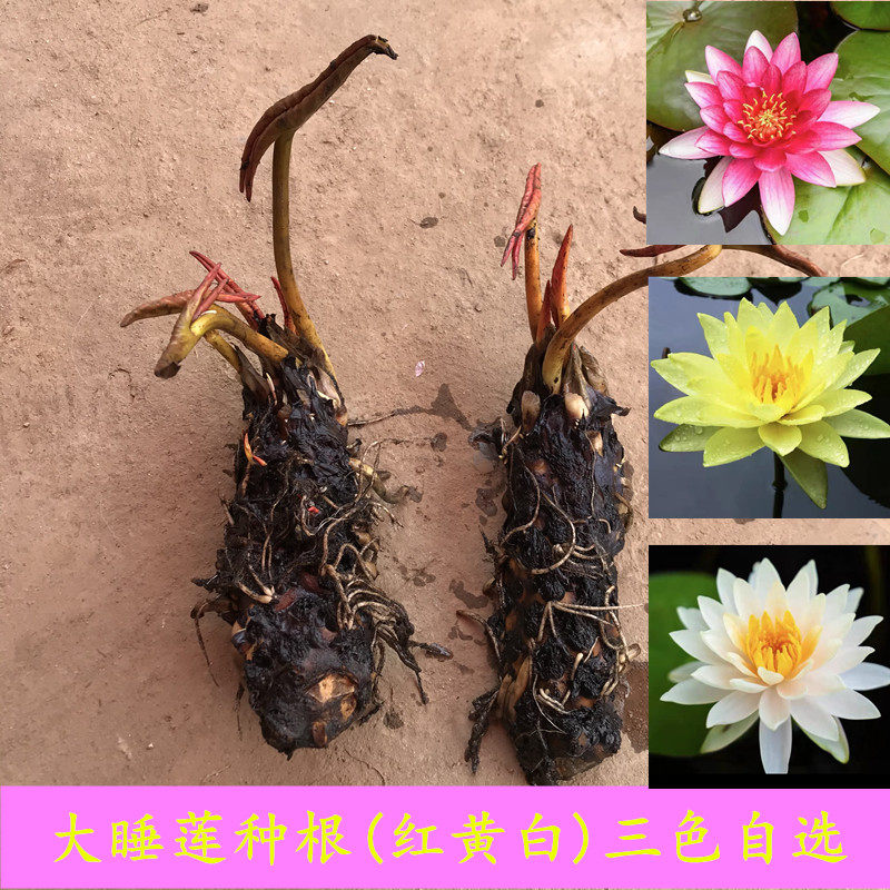 大睡莲根块池塘睡莲花种根水培植物莲花盆栽水养花卉荷花睡莲根茎
