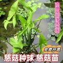 水生植物慈姑苗种苗茨菇种球 慈菇水培 茨菰水草沼泽过滤净化水质