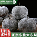 冻梨东北大黑梨黑龙江顺丰 哈尔滨特产新梨花盖梨正宗商用爆汁 包邮