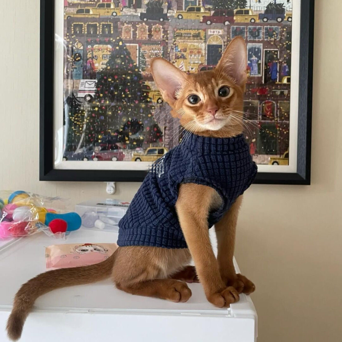 小型犬弹力秋冬网红卡通麻花毛衣德文猫衣服无毛猫保暖衣服可爱